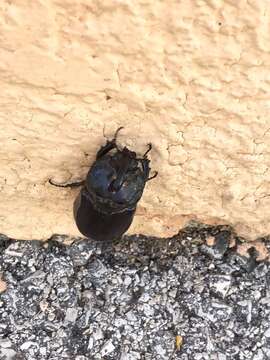 Image of Oryctes (Oryctes) nasicornis ameliae López-Colón & Bahillo De la Puebla 2020