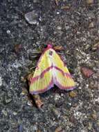 Image of Ernestine's Moth