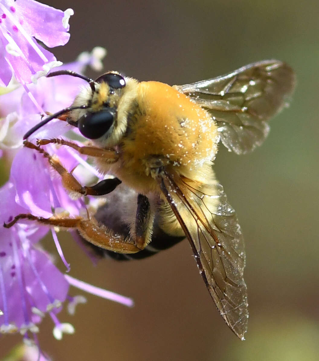 Image of Caupolicana electa (Cresson 1878)