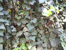 Image of English ivy