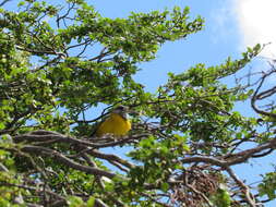 Image of Patagonian Sierra Finch