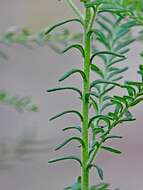 Image of Ozothamnus diosmifolius (Vent.) DC.