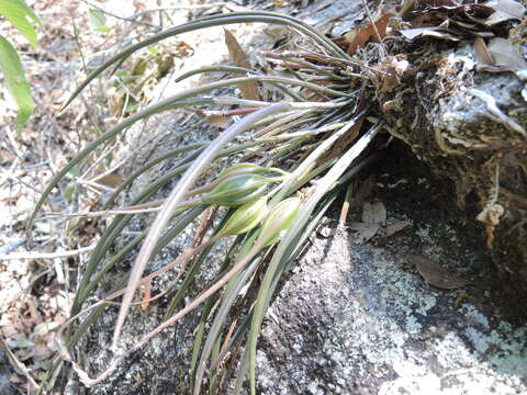 Image of Brassavola appendiculata A. Rich. & Galeotti