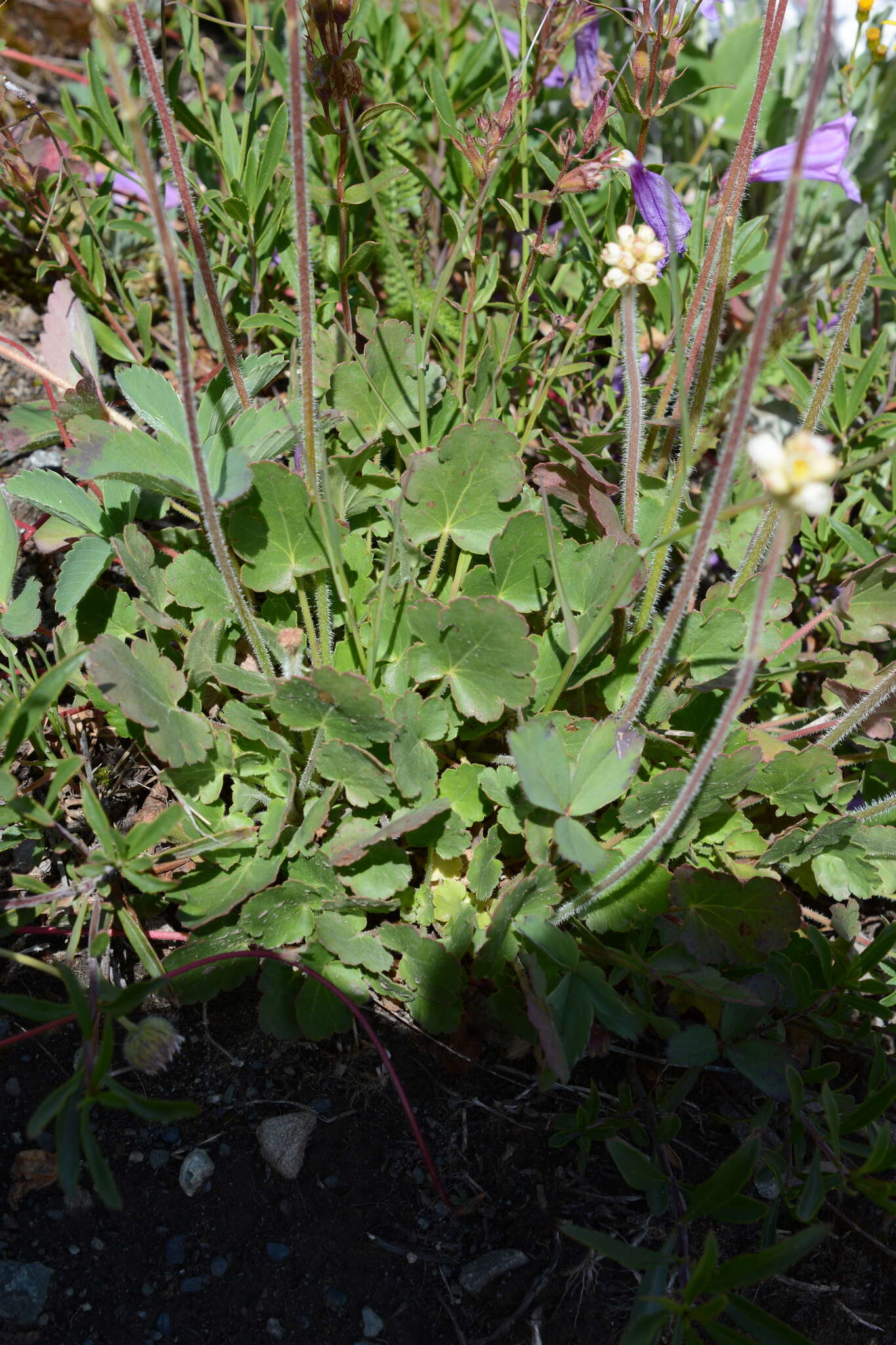 Image of roundleaf alumroot