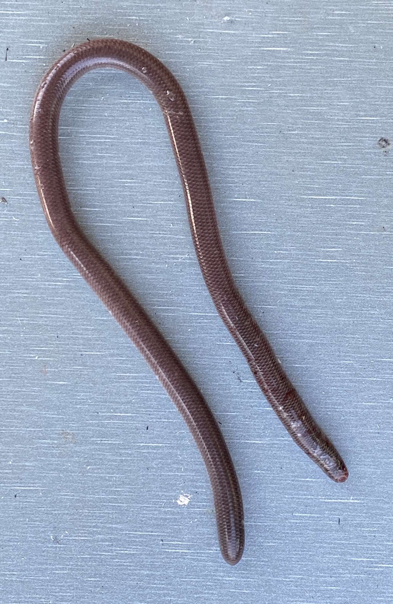 Image of Southern Blind Snake