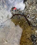 Image of Northern Pipefish