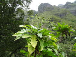 Image of Sonchus fruticosus L. fil.