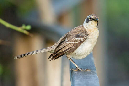 Image of Galapagos Mockingbird