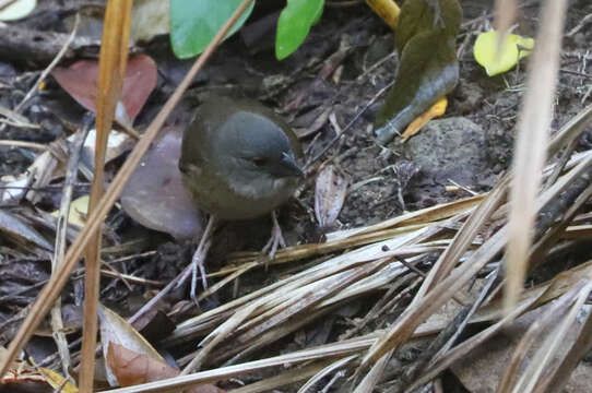 Image of St Lucia Black Finch