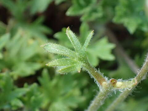 Sivun Saxifraga geranioides L. kuva