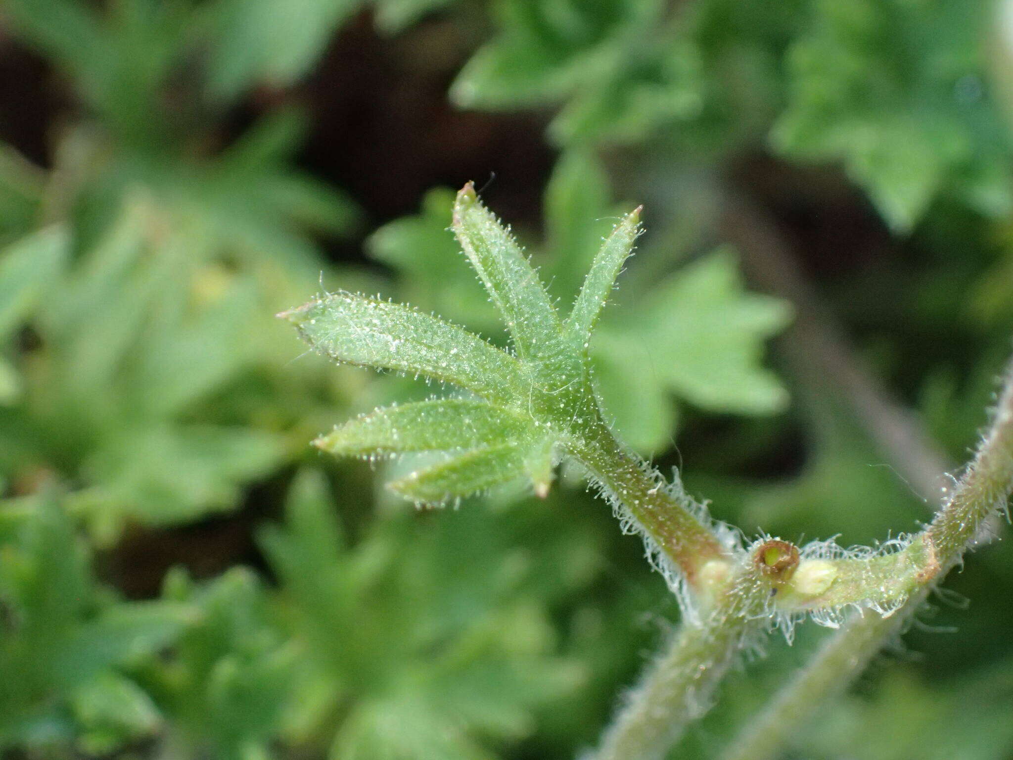 Imagem de Saxifraga geranioides L.