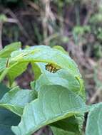 Image of Oeda (Oedacanthus) informis Westwood