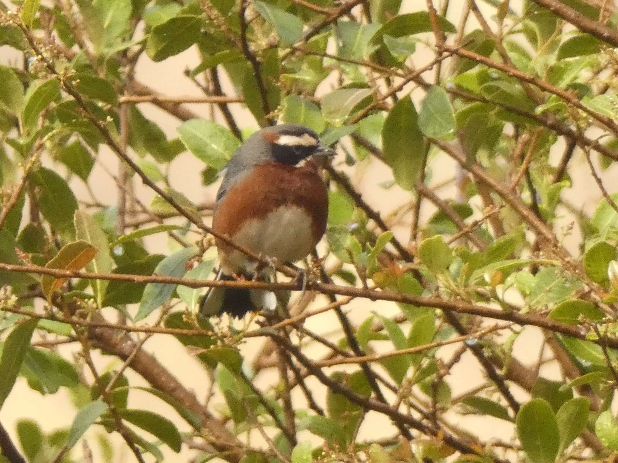 Image of Black-and-chestnut Warbling Finch