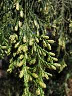 Image of Drooping Juniper