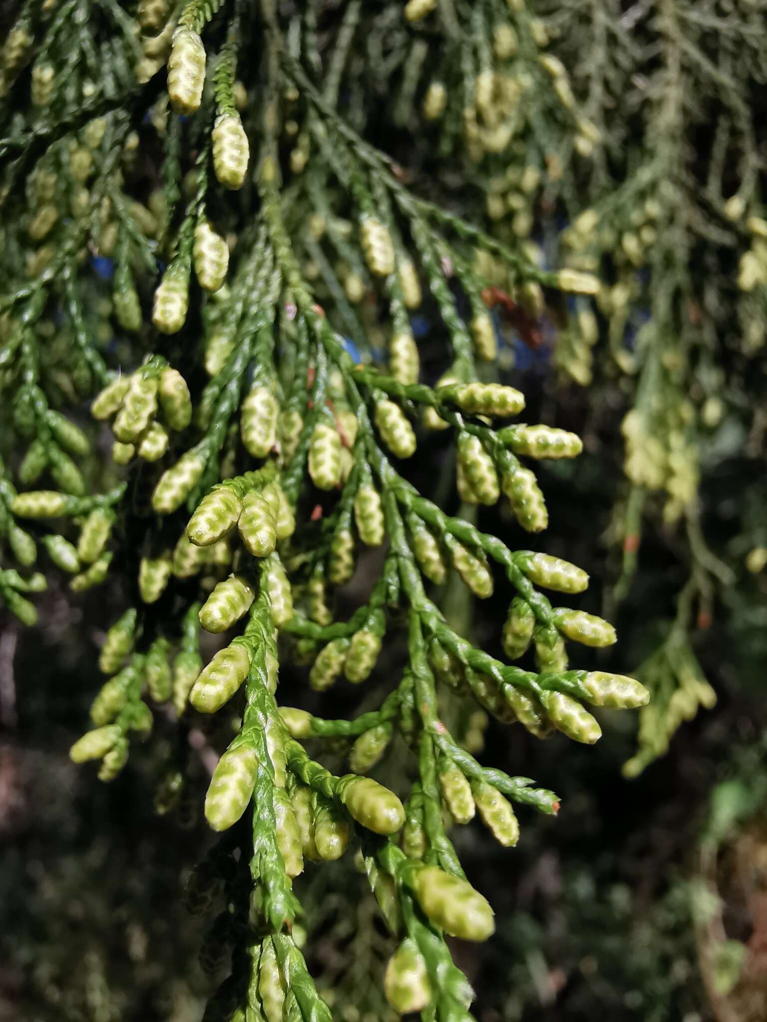 Image of Drooping Juniper