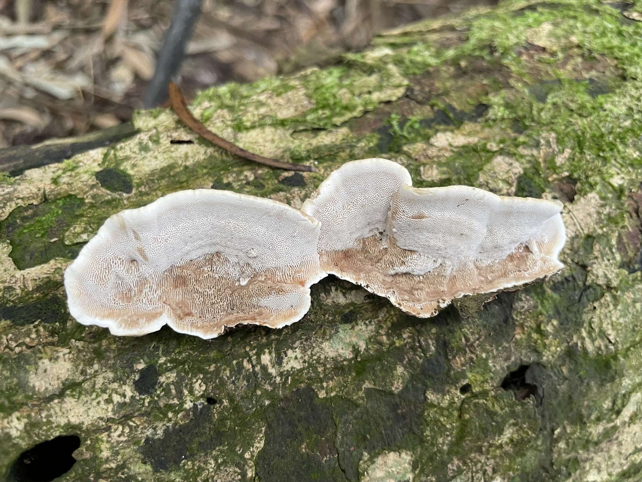 Image of Trametes hirta (P. Beauv.) Zmitr., Wasser & Ezhov 2012