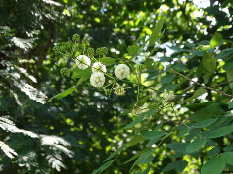 Leucaena lanceolata var. lanceolata的圖片