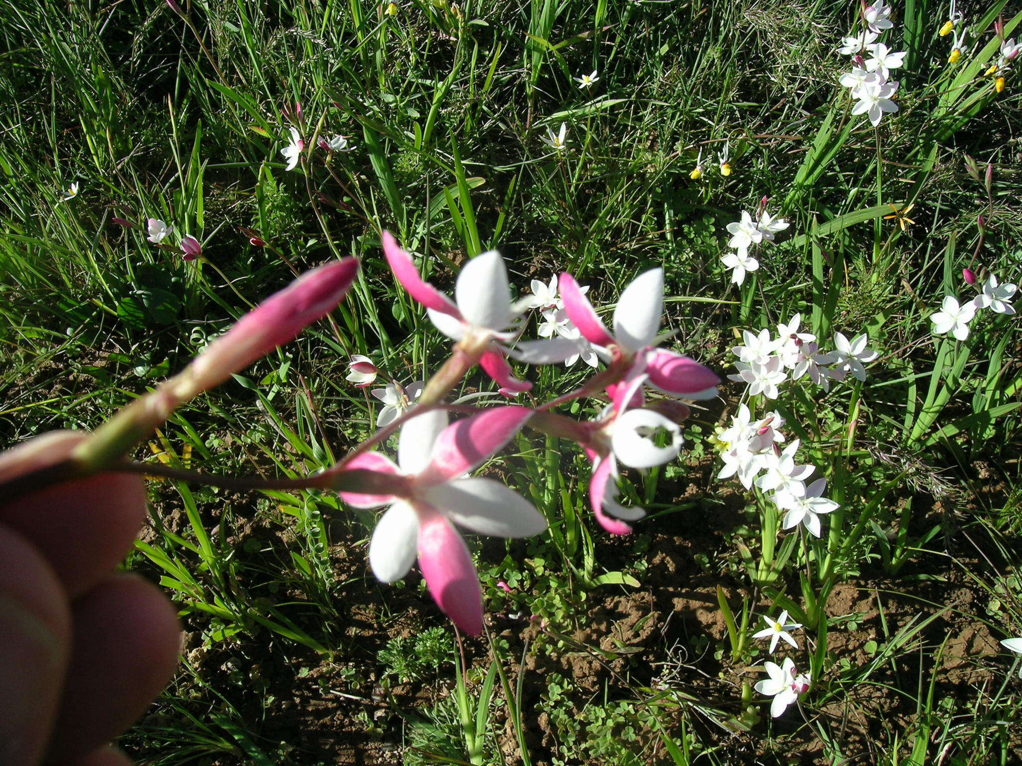 Image of Hesperantha cucullata Klatt