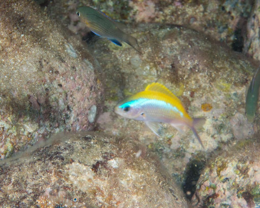 Image de Chromis ovalis (Steindachner 1900)