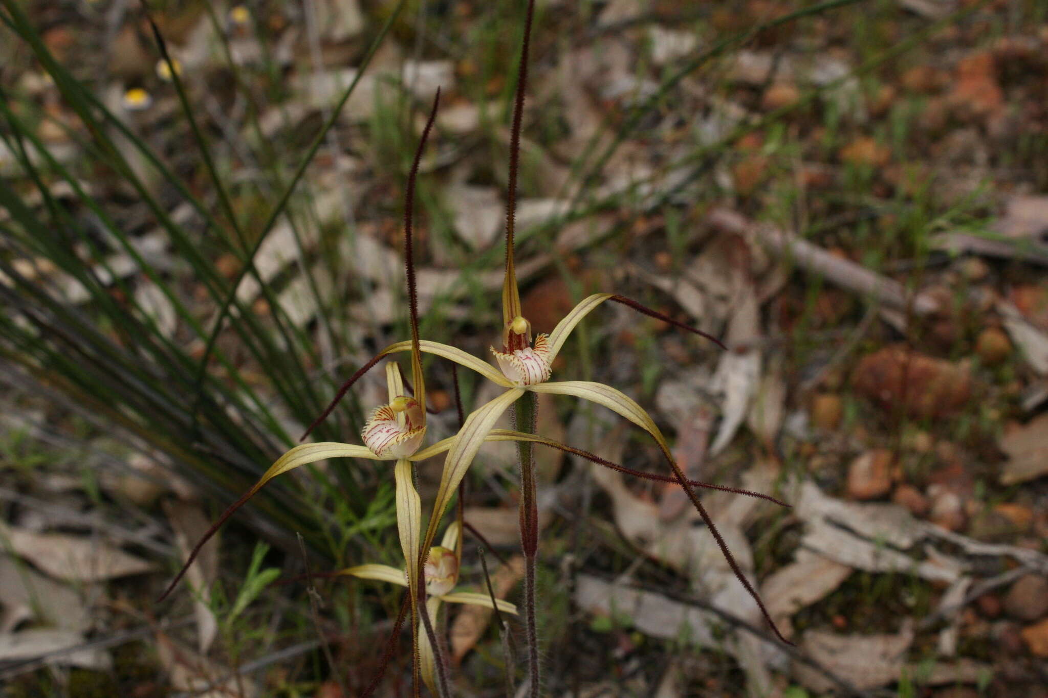 Image de Caladenia xantha Hopper & A. P. Br.