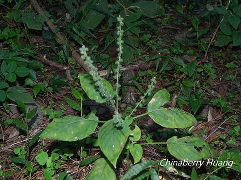 Image de Circaea cordata Royle