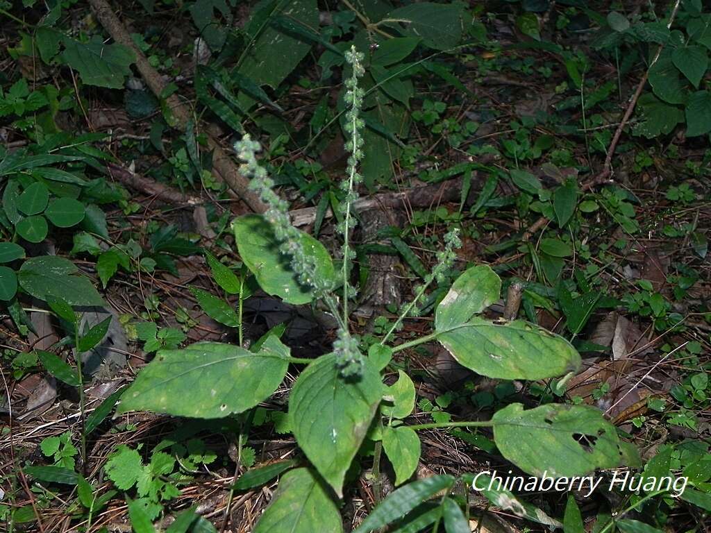 Image of Circaea cordata Royle