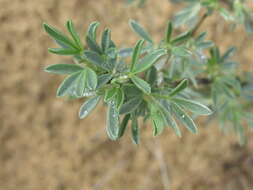 Image of Cytisus borysthenicus Gruner