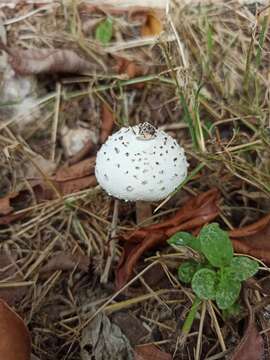 Image of Chlorophyllum hortense (Murrill) Vellinga 2002