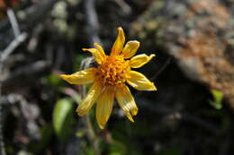 Image de Arnica griscomii subsp. frigida (Iljin) S. J. Wolf