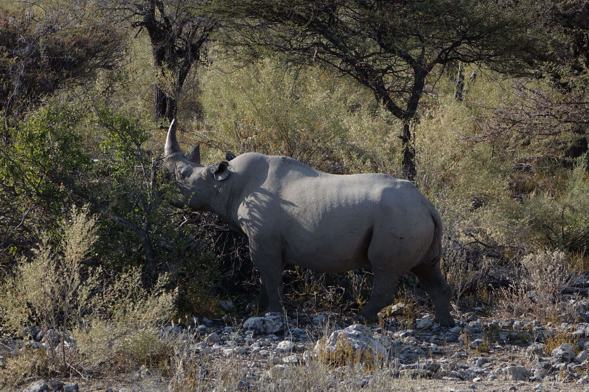 Image of Cape rhinoceros