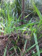 Imagem de Cordyline rubra Otto & A. Dietr.