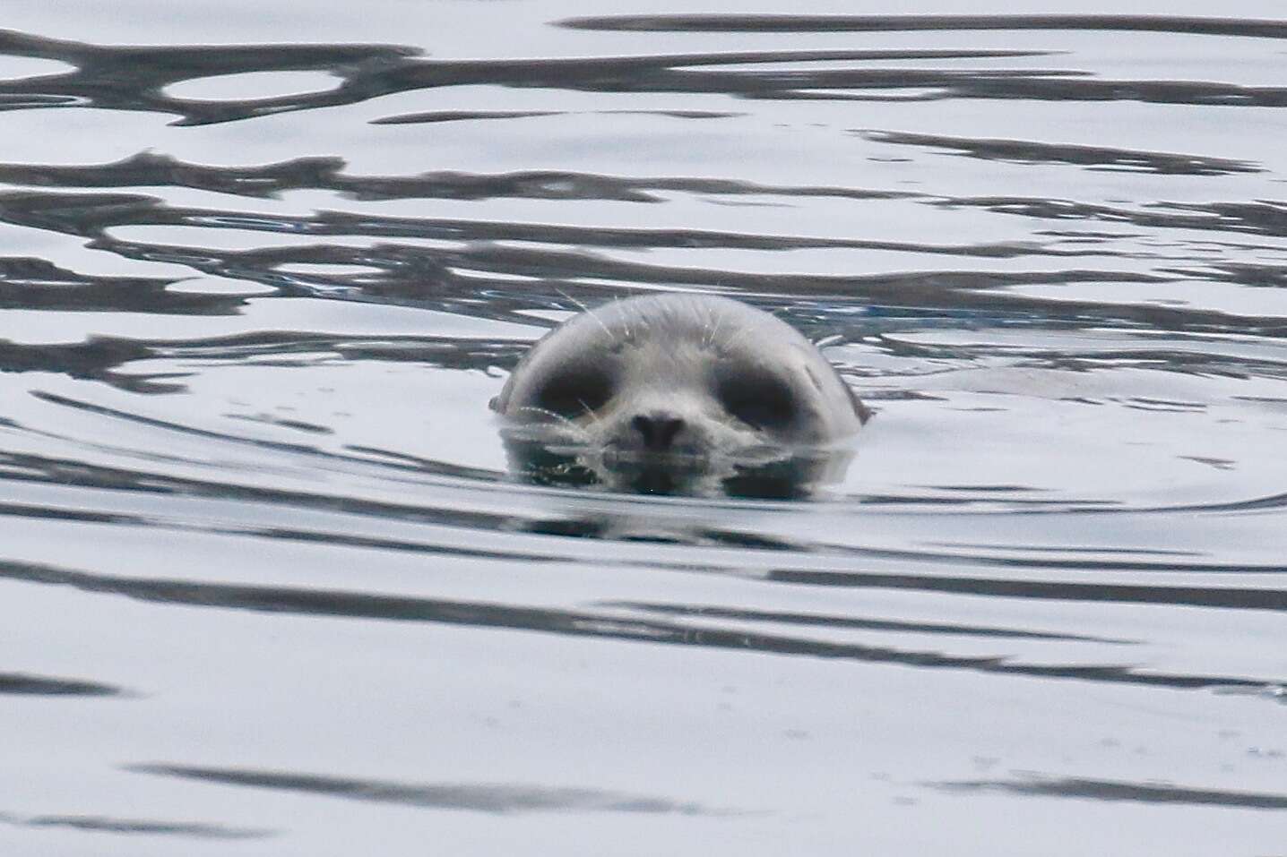 Image of Okhotsk ringed seal