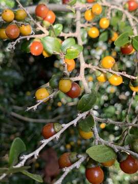 Image of Diospyros natalensis (Harv.) Brenan