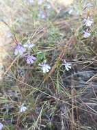 Image of Diastatea tenera (A. Gray) McVaugh