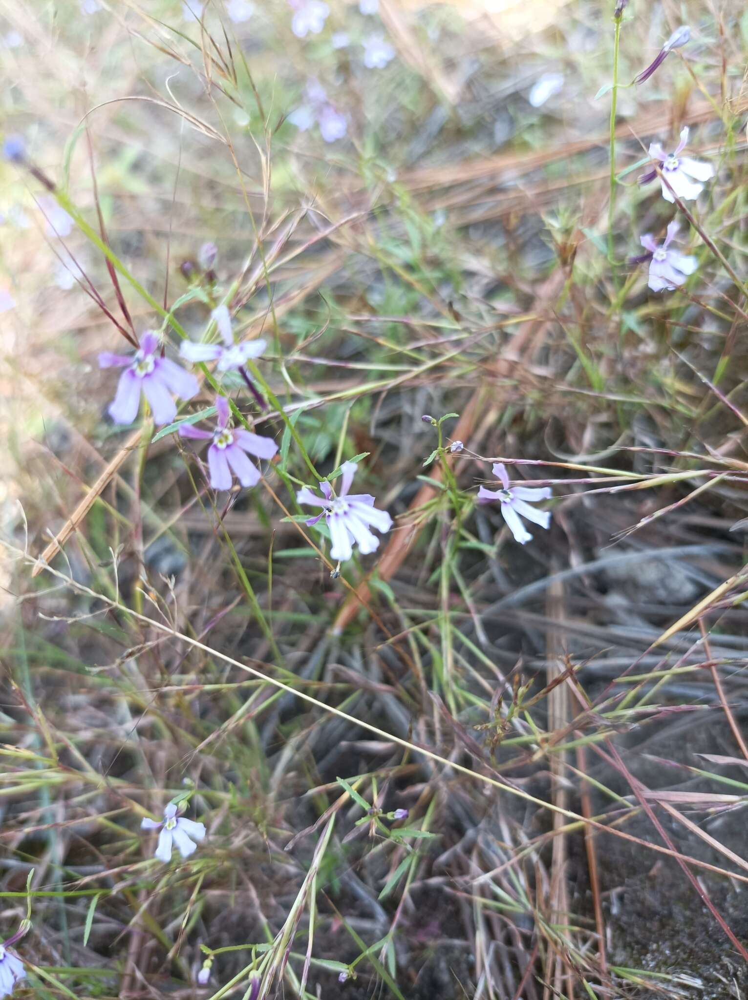 Image of Diastatea tenera (A. Gray) McVaugh