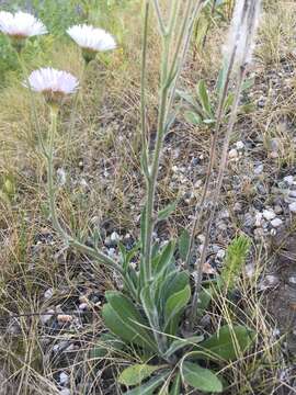 Image of streamside fleabane