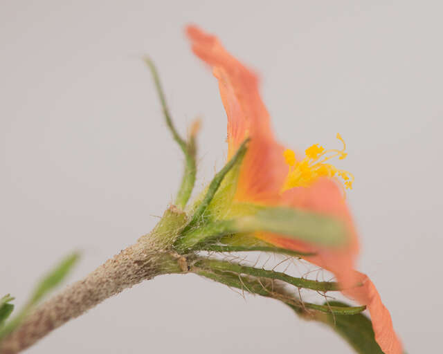 Image of bracted fanpetals