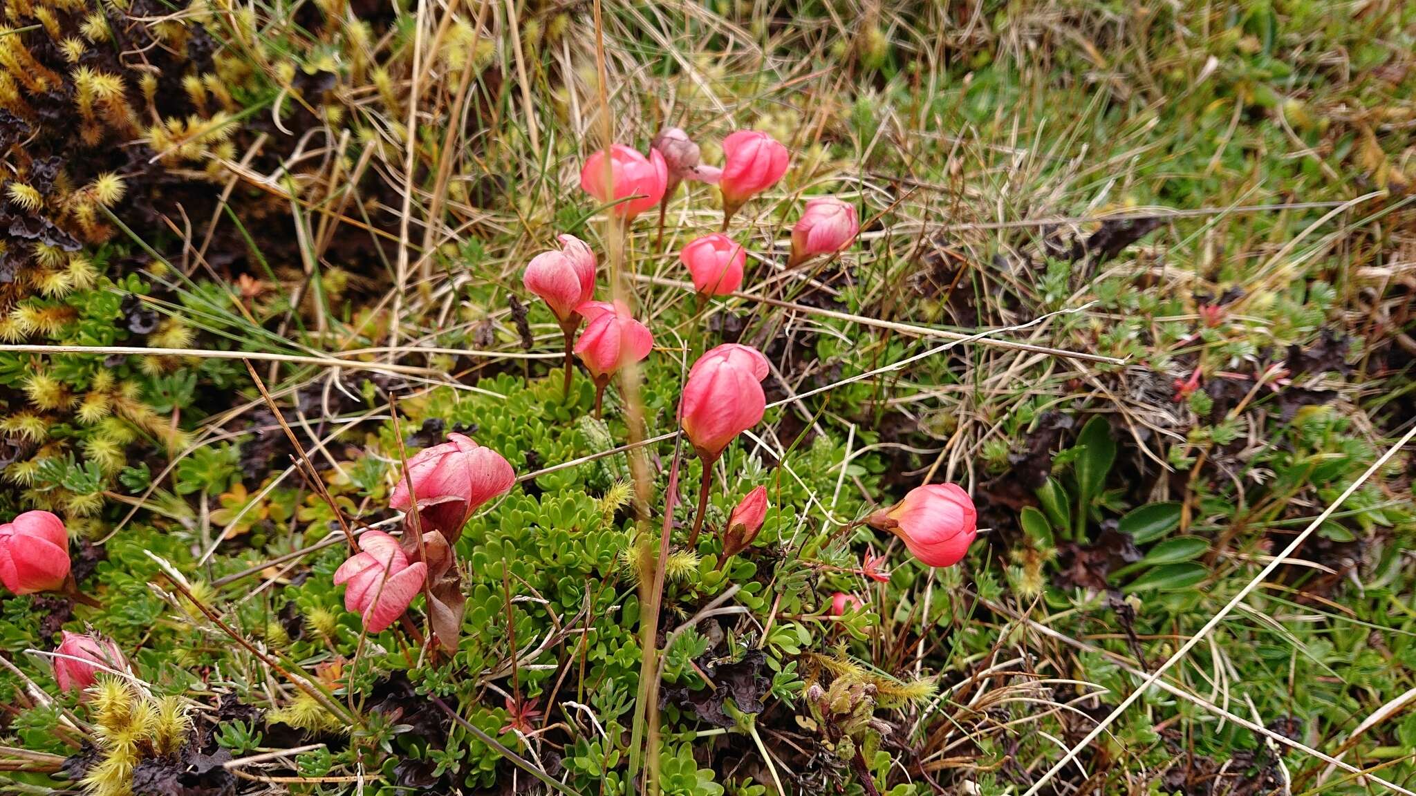 Image of Gentianella rupicola (Kunth) Holub