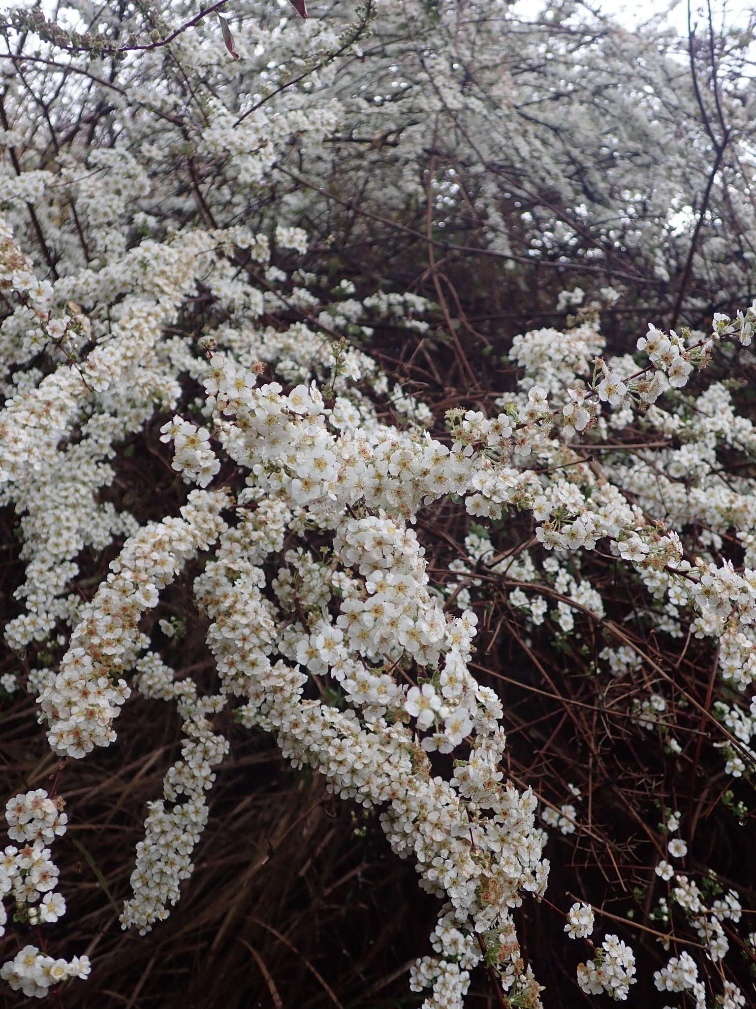 Image of bridalwreath spirea