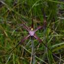 Image of Crimson spider orchid