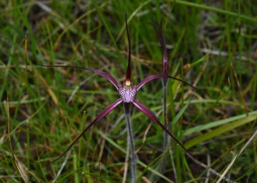 Image of Crimson spider orchid