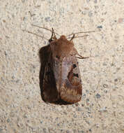 Orthosia gothica Linnaeus 1758 resmi