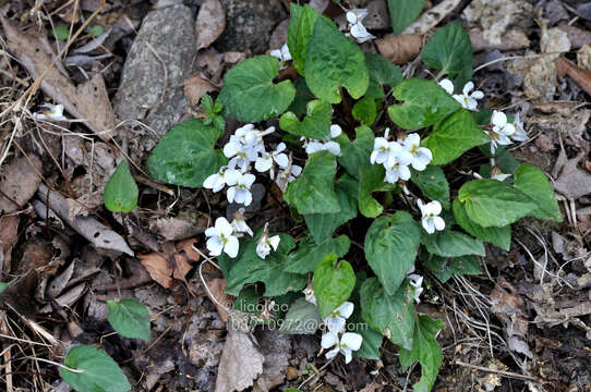 صورة Viola hancockii W. Becker