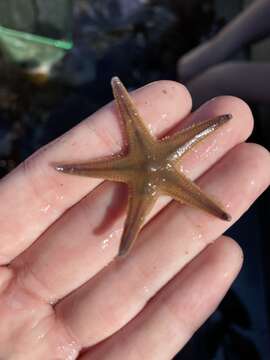 Image of Astropecten verrilli