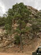 Image of Arizona Pine