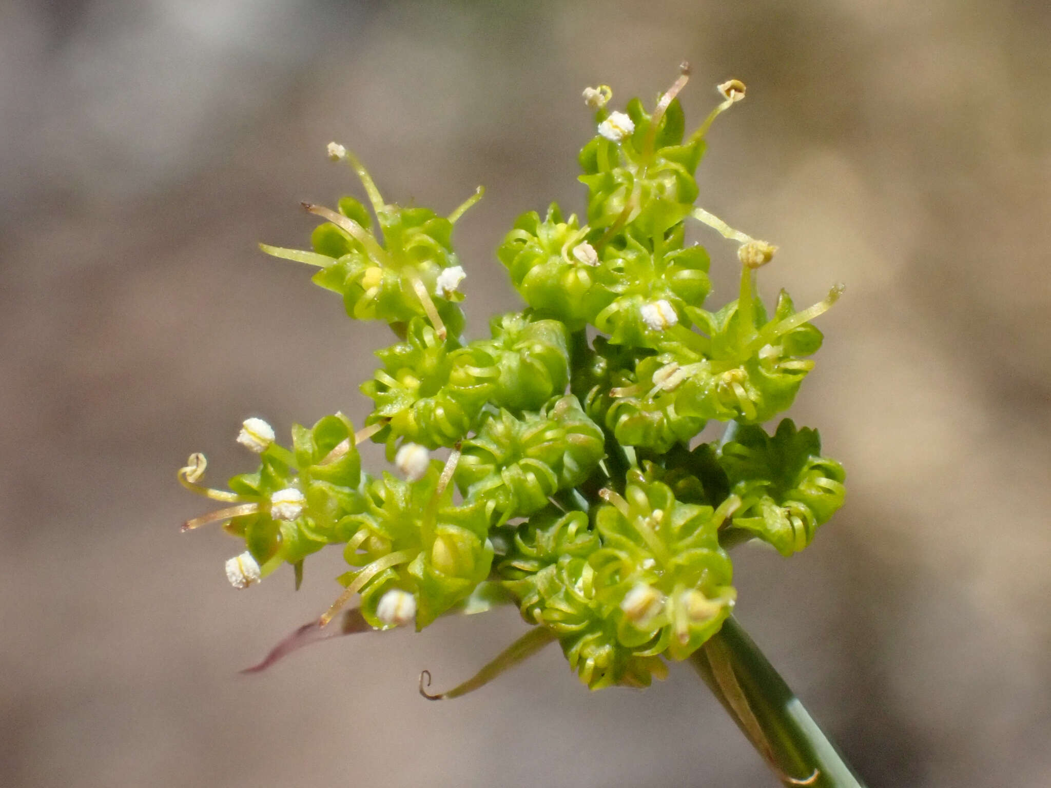 Слика од Lomatium howellii (S. Wats.) Jepson