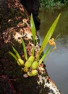 Image of Maxillaria subrepens (Rolfe) Schuit. & M. W. Chase