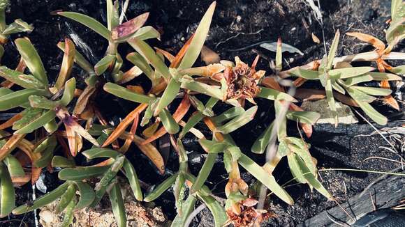 Plancia ëd Carpobrotus muirii (L. Bol.) L. Bol.