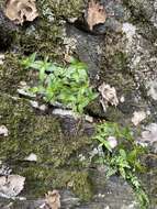 Image of Roan Mountain bluet