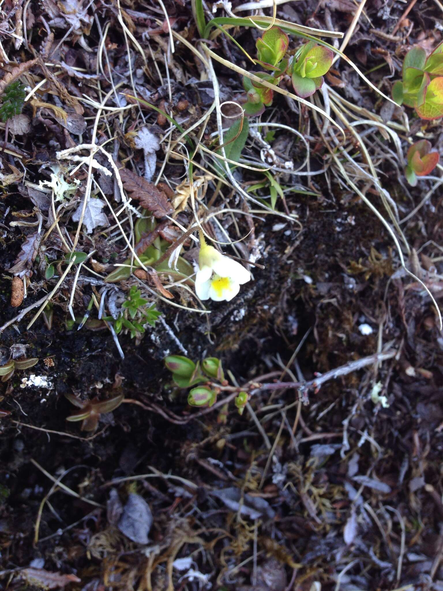 Image of Pinguicula alpina L.